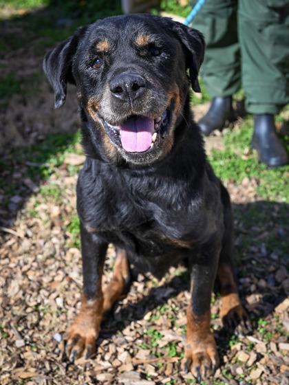 Dottie — thumbnail 2