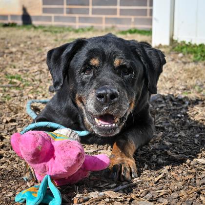 Dottie — thumbnail 3