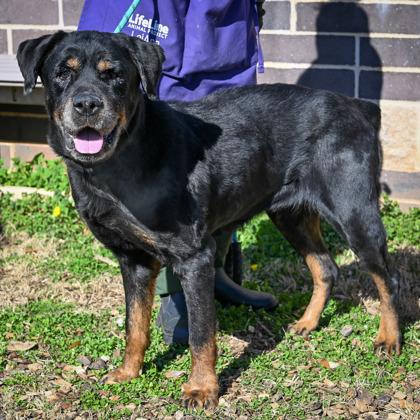 Dottie — thumbnail 5