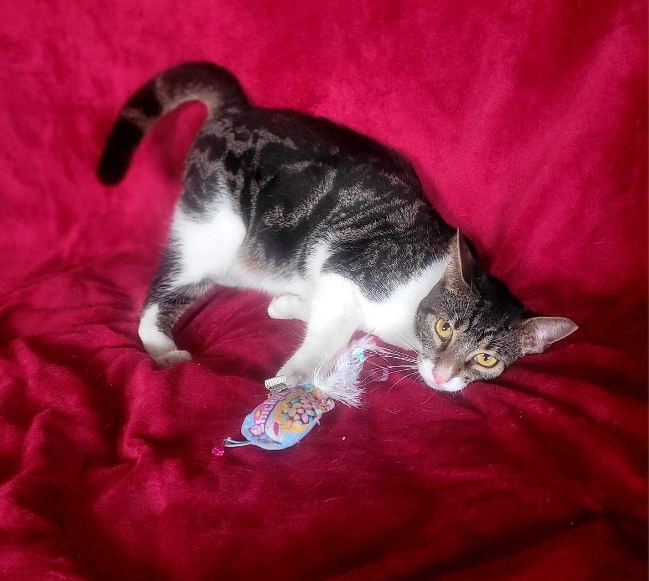 Paris, Adoptable, Young Female Domestic Short Hair.