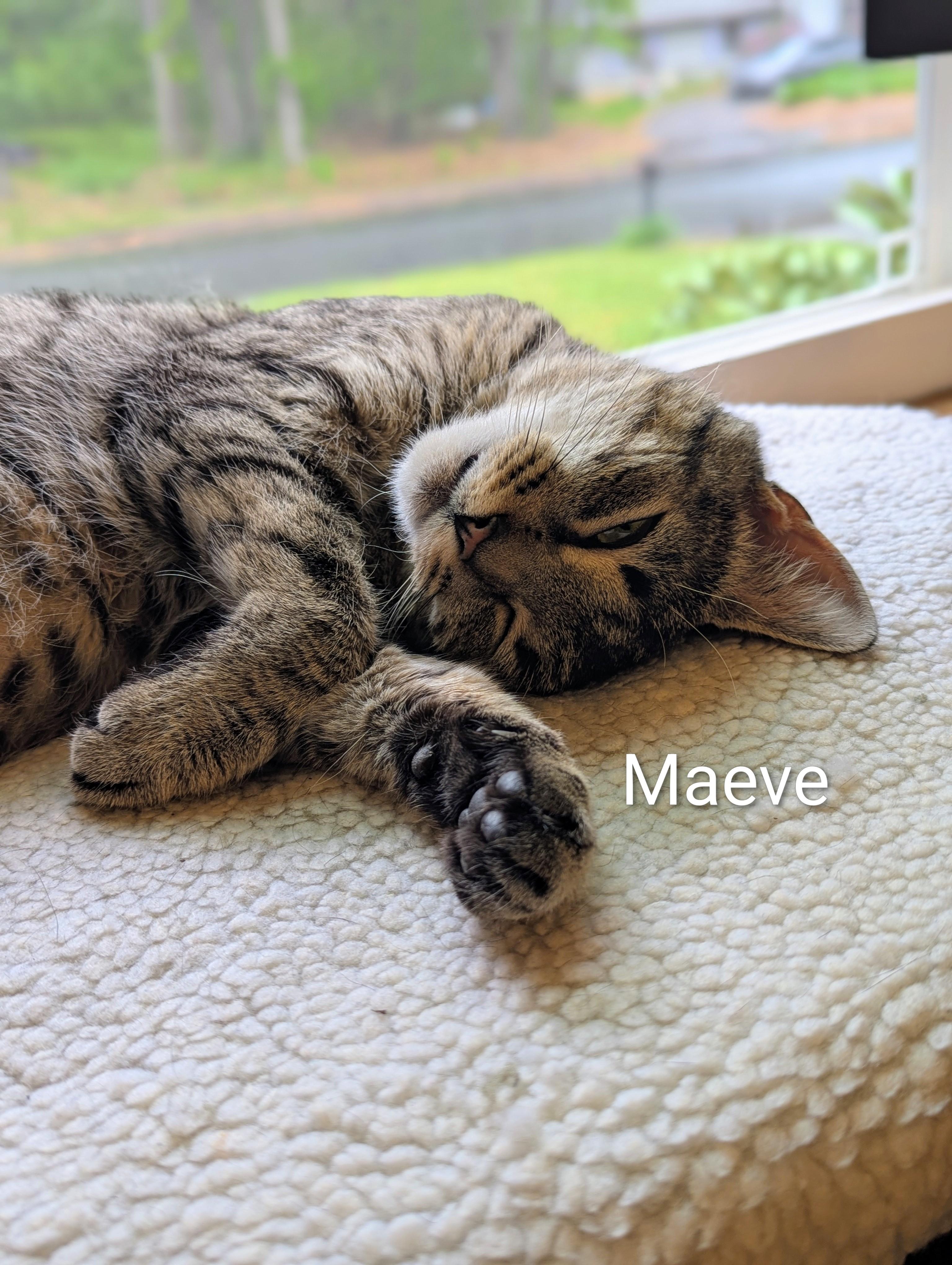 Maeve, a ADOPTABLE mixed breed in North Billerica, MA image 2/3