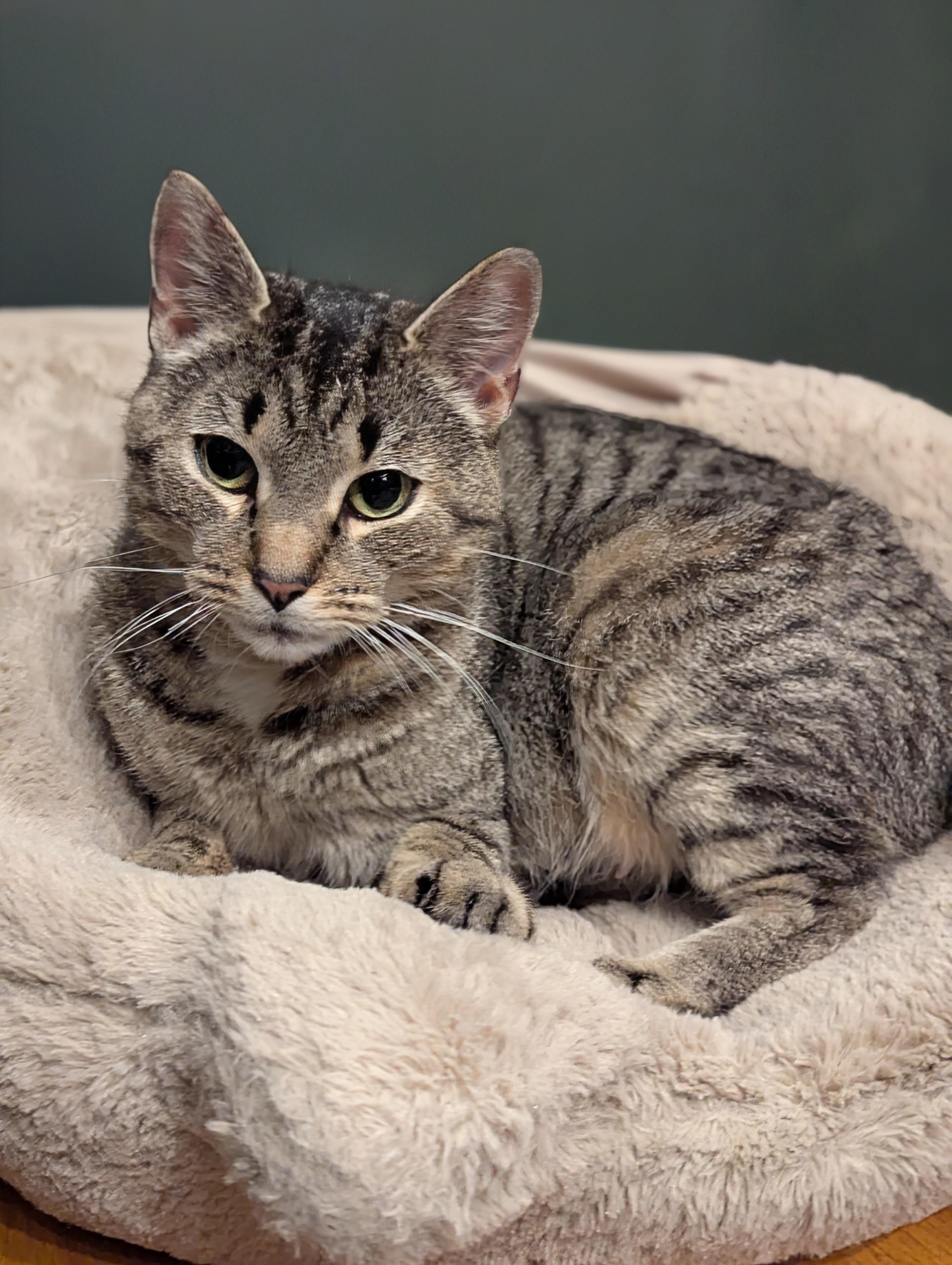 Maeve, a ADOPTABLE mixed breed in North Billerica, MA image 3/3