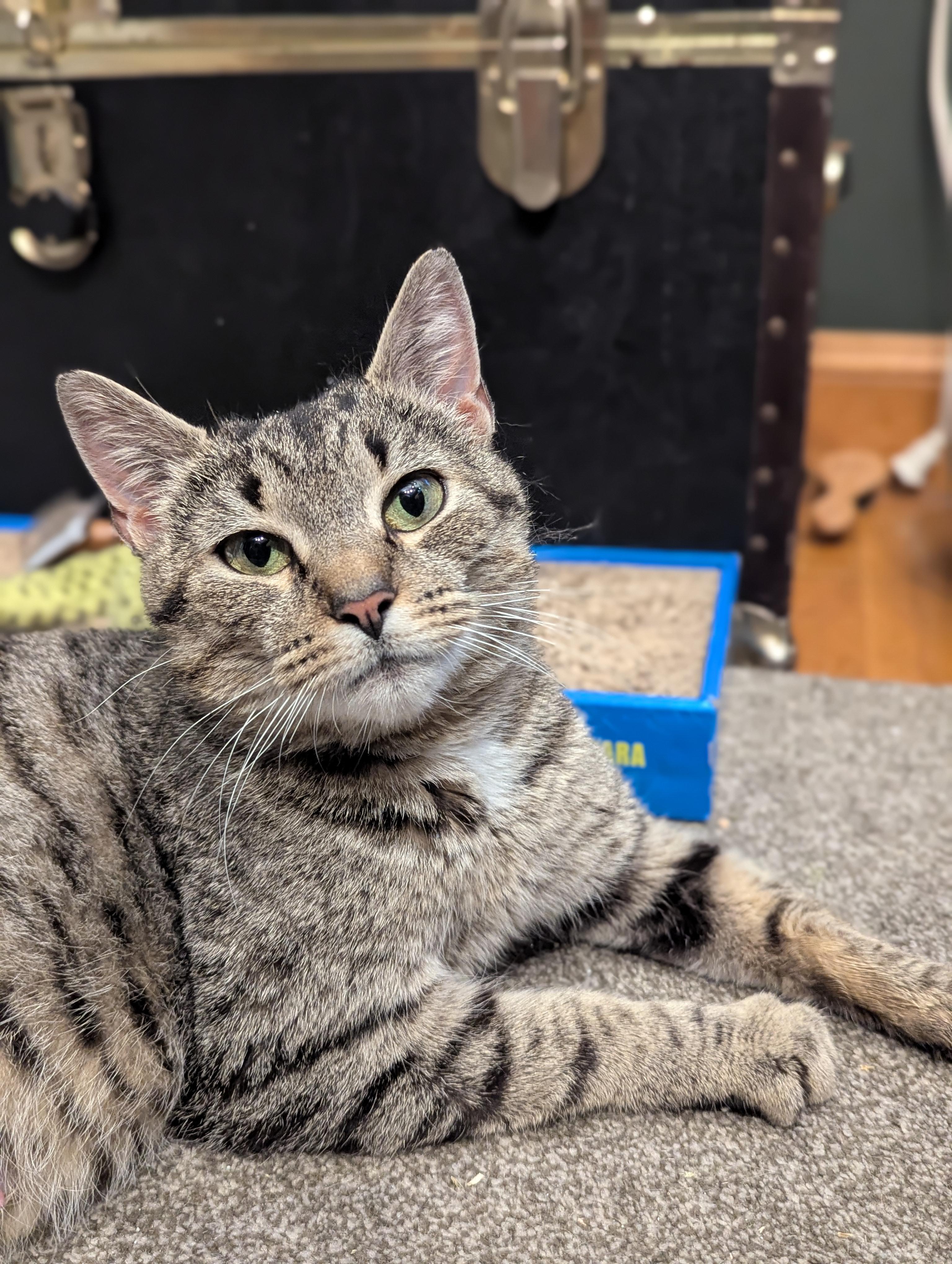 Maeve, a ADOPTABLE mixed breed in North Billerica, MA image 1/3
