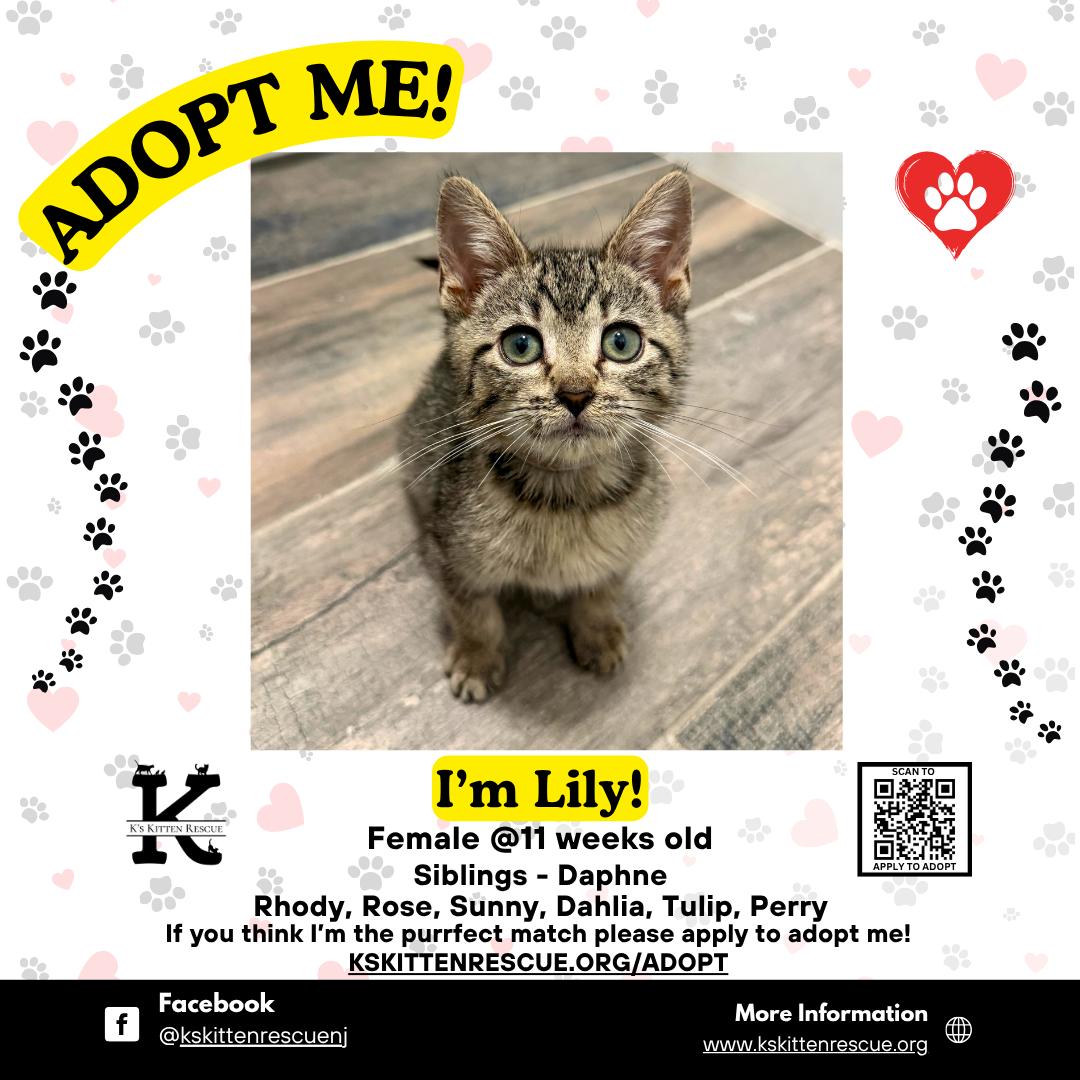 Enlarge Lily, a Adoptable Domestic Short Hair in Brick, NJ image 1/1