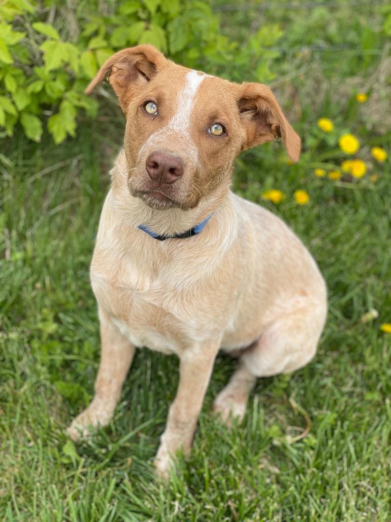 Bridges, Adoptable, Puppy Male Australian Cattle Dog / Blue Heeler & Labrador Retriever.