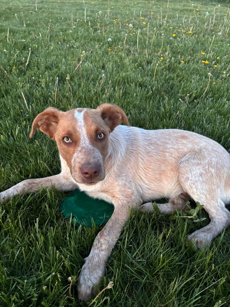 Enlarge Bridges, a Adoptable mixed breed in Decorah, IA image 2/3