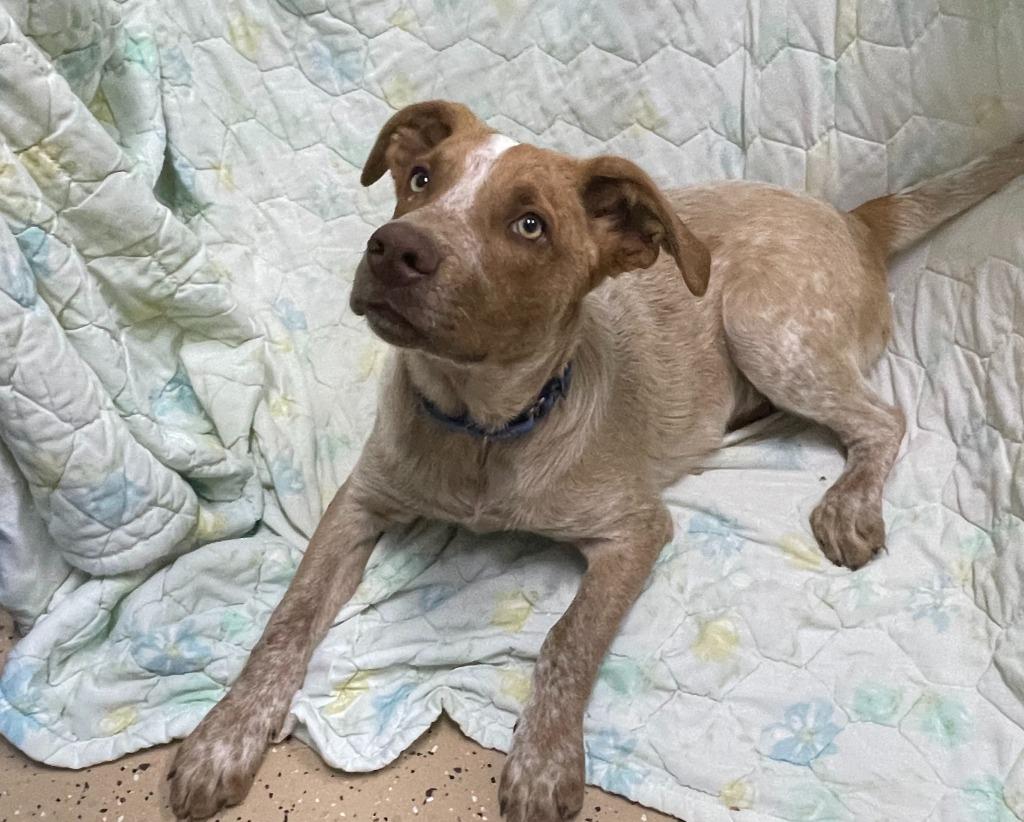 Enlarge Bridges, a Adoptable mixed breed in Decorah, IA image 3/3