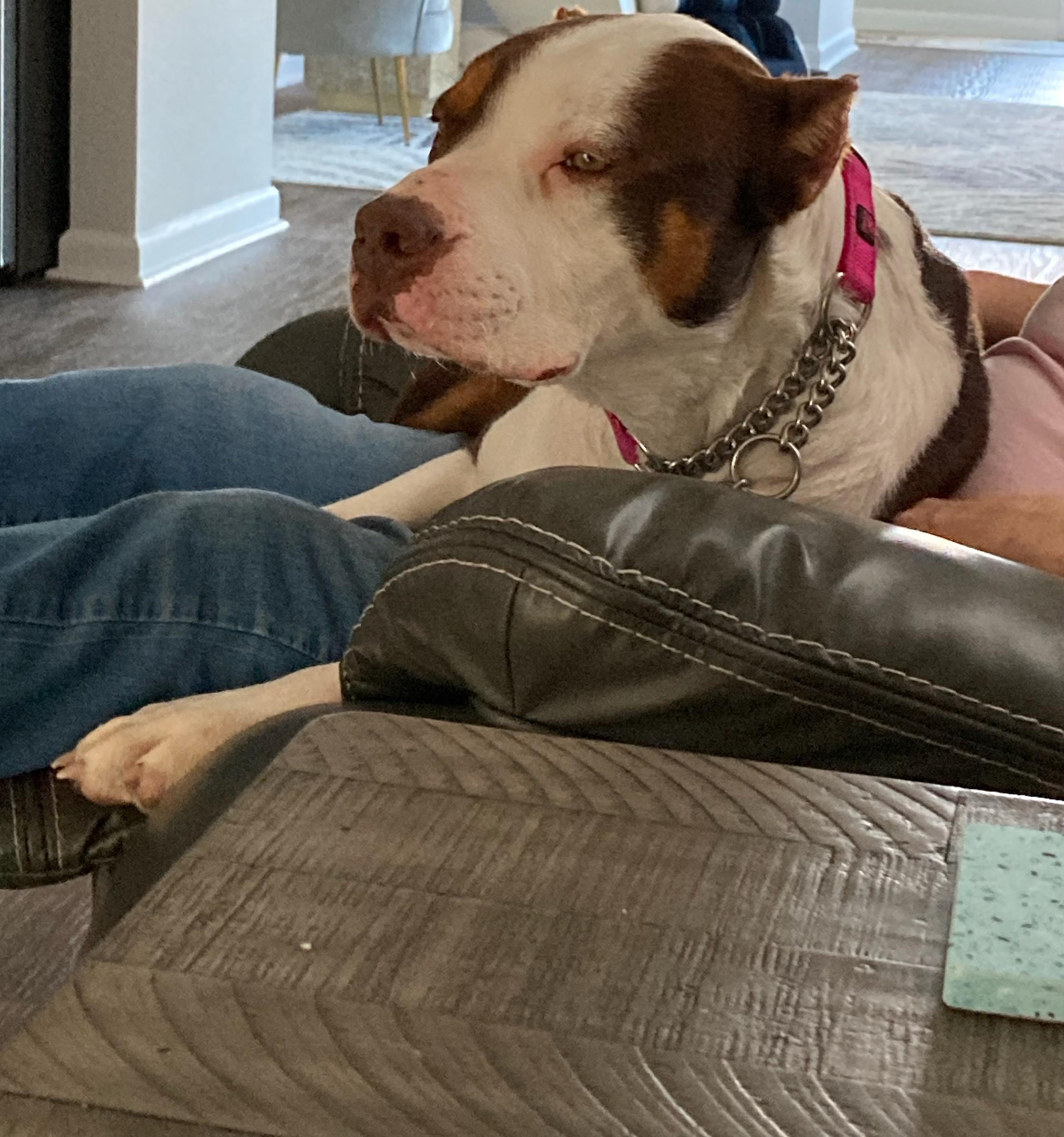 Enlarge Finnagan, a ADOPTABLE American Bully in Wilmington, NC image 3/5