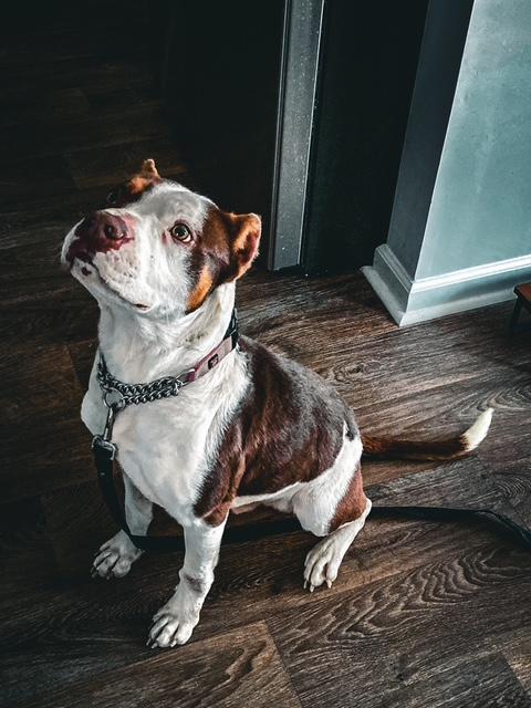 Enlarge Finnagan, a ADOPTABLE American Bully in Wilmington, NC image 2/2