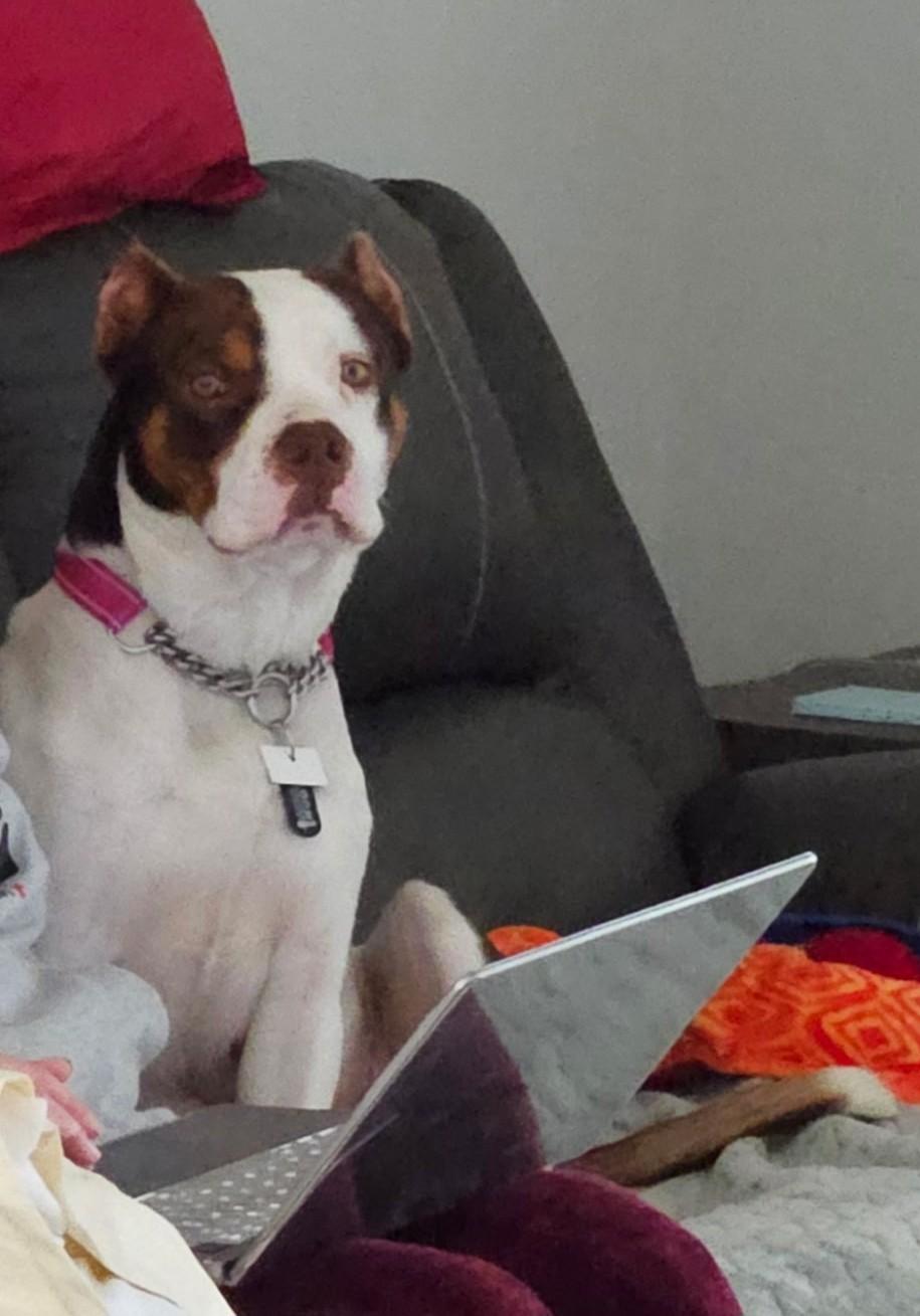 Enlarge Finnagan, a ADOPTABLE American Bully in Wilmington, NC image 5/5