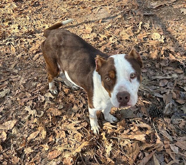 Enlarge Finnagan, a ADOPTABLE American Bully in Wilmington, NC image 1/2