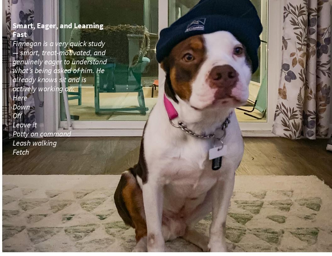 Enlarge Finnagan, a ADOPTABLE American Bully in Wilmington, NC image 4/5