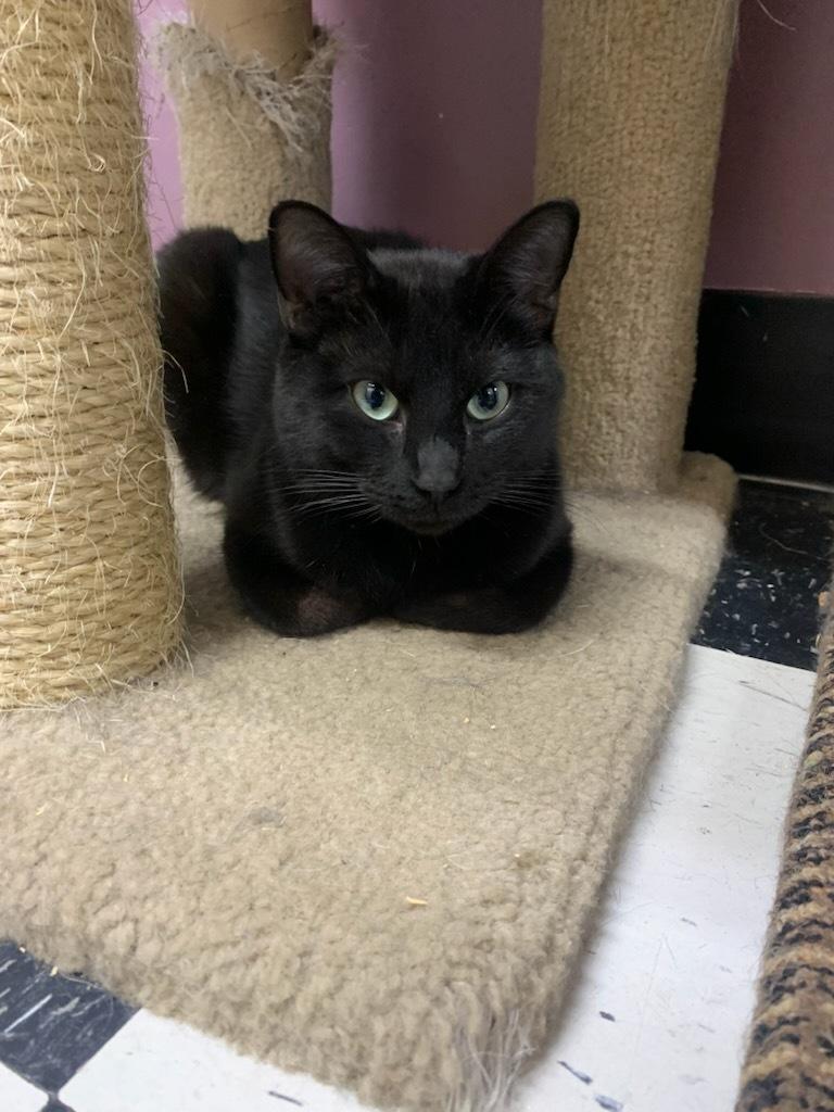 Pepsi, Adoptable, Adult Female Domestic Short Hair.