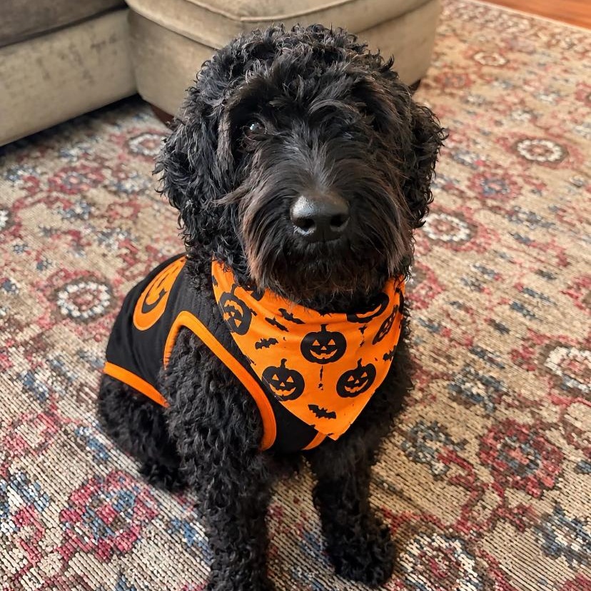 Baz, Adoptable, Adult Male Labradoodle.