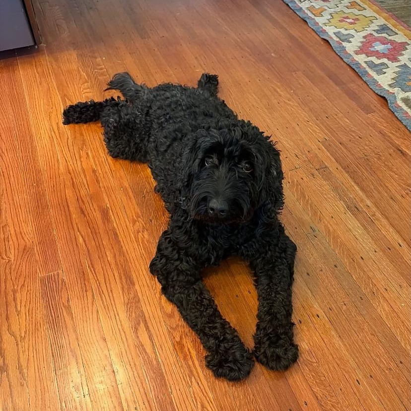 Enlarge Baz, a Adoptable Labradoodle in Philadelphia, PA image 5/5