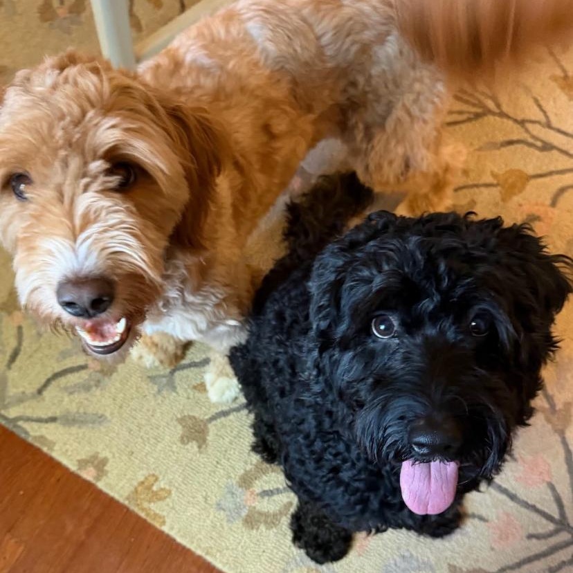 Enlarge Baz, a Adoptable Labradoodle in Philadelphia, PA image 4/5