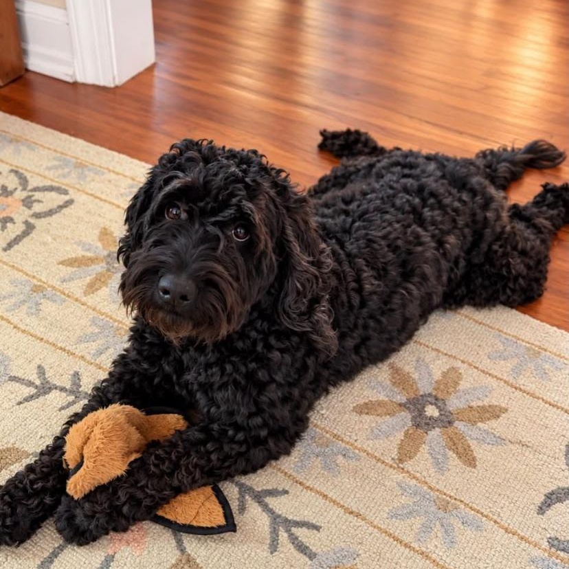 Enlarge Baz, a Adoptable Labradoodle in Philadelphia, PA image 2/5