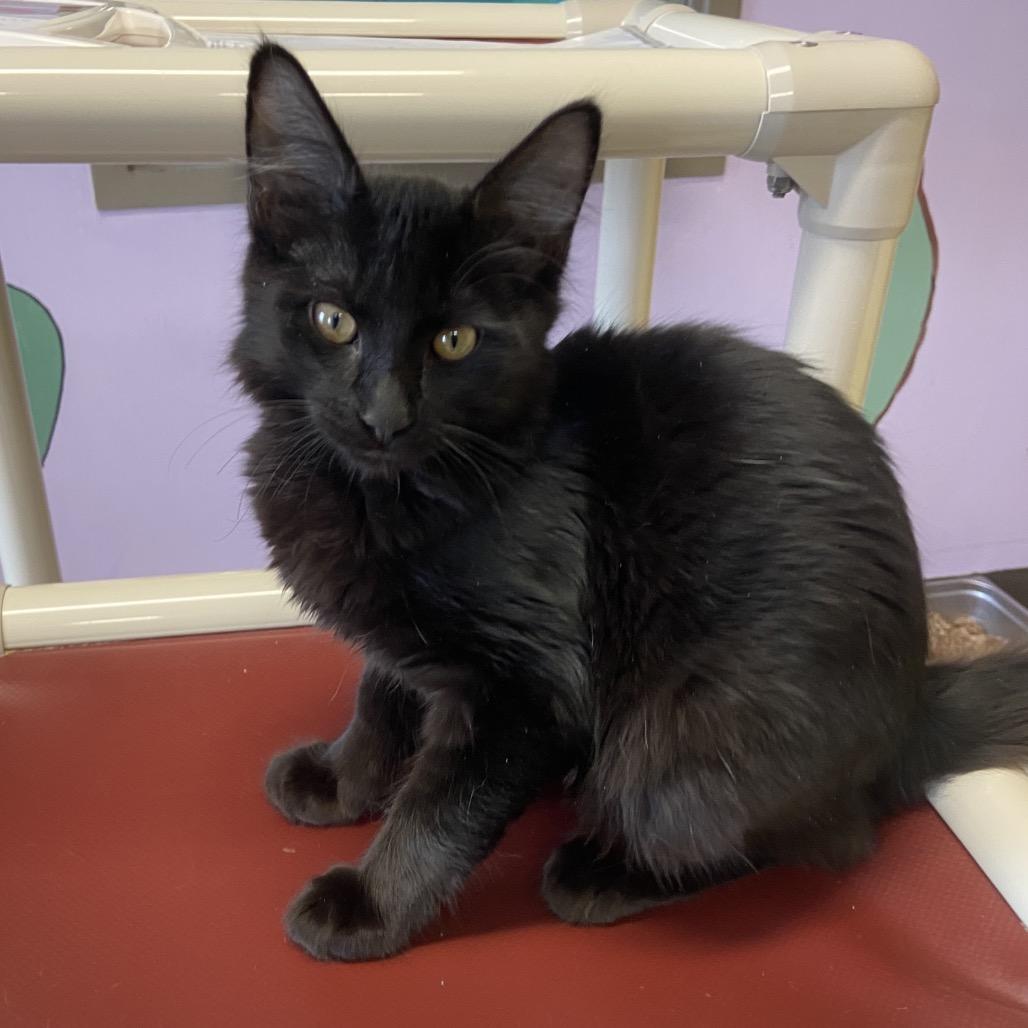 Enlarge Simile, a Adoptable mixed breed in Binghamton, NY image 1/1