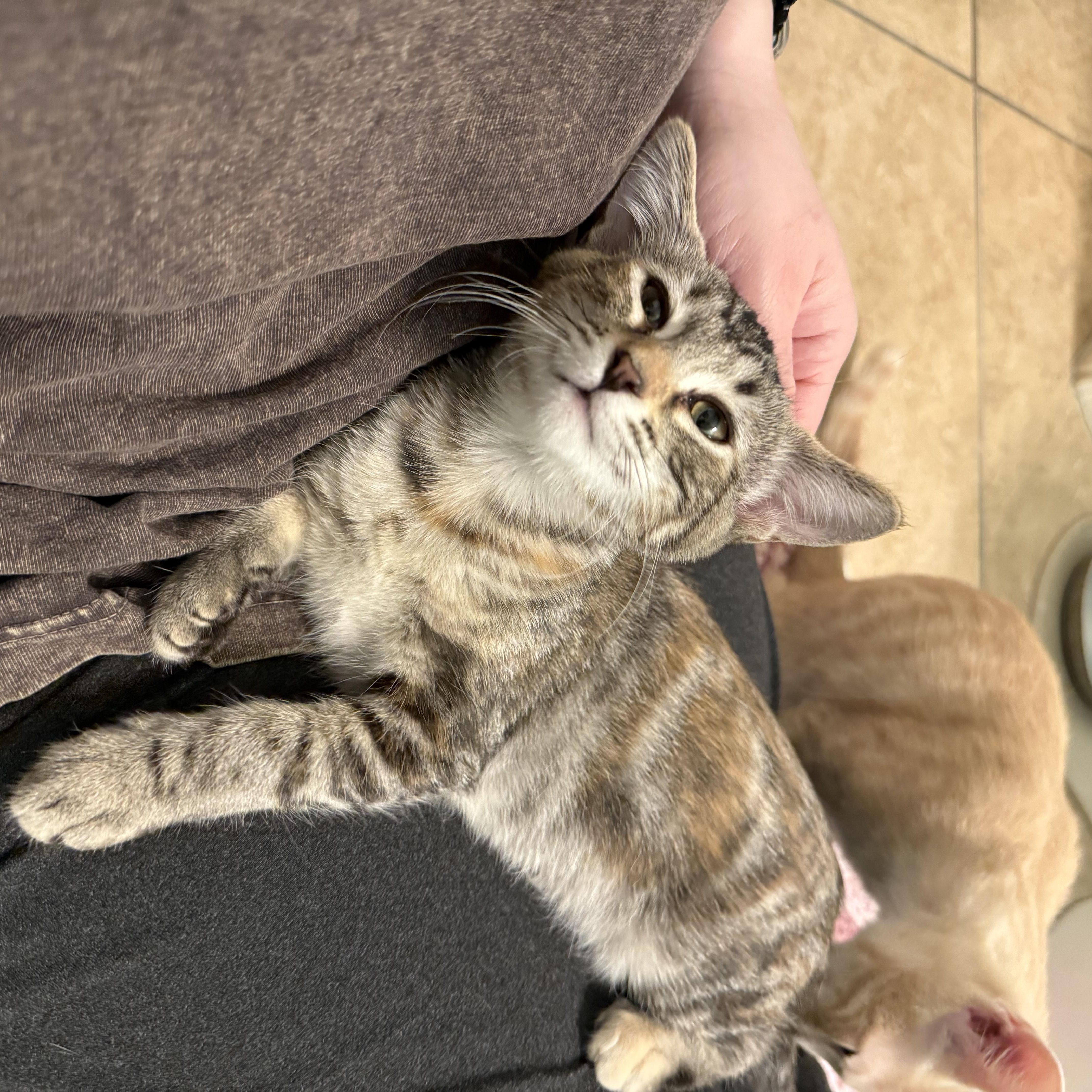 Enlarge Chappell, a ADOPTABLE Domestic Short Hair in Chandler, AZ image 2/2