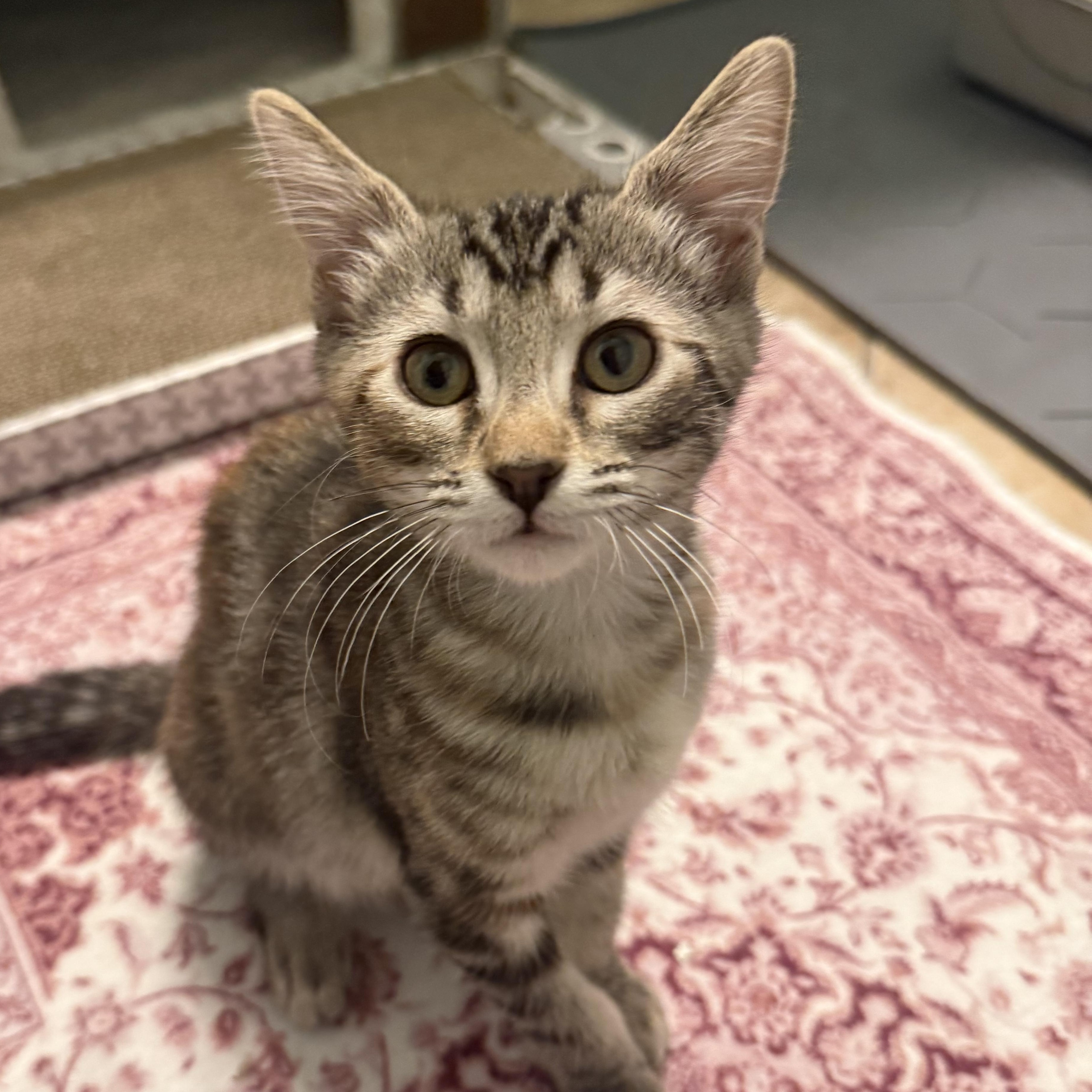 Chappell, ADOPTABLE, Kitten Female Domestic Short Hair.