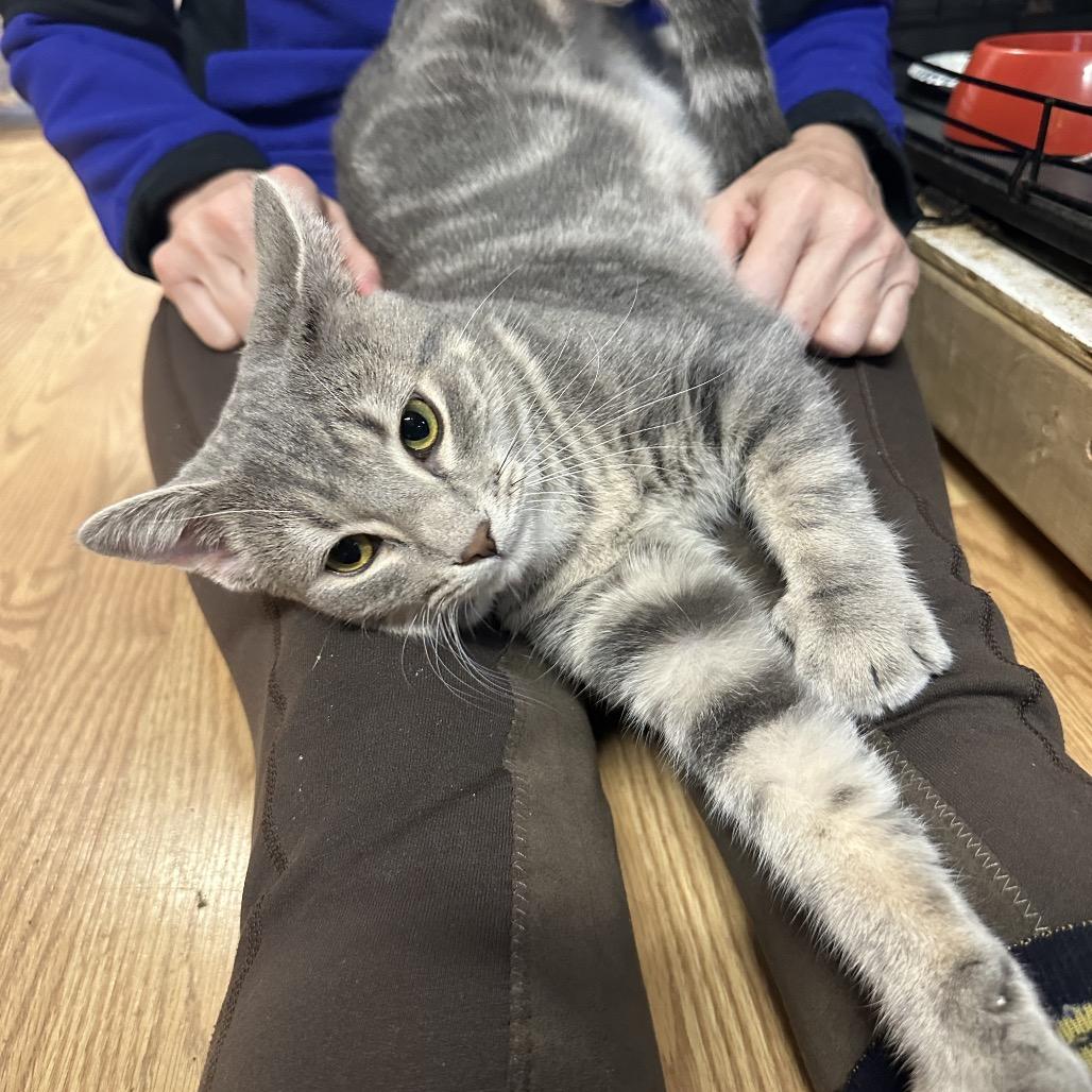 Natasha, Adoptable, Young Female Domestic Short Hair.