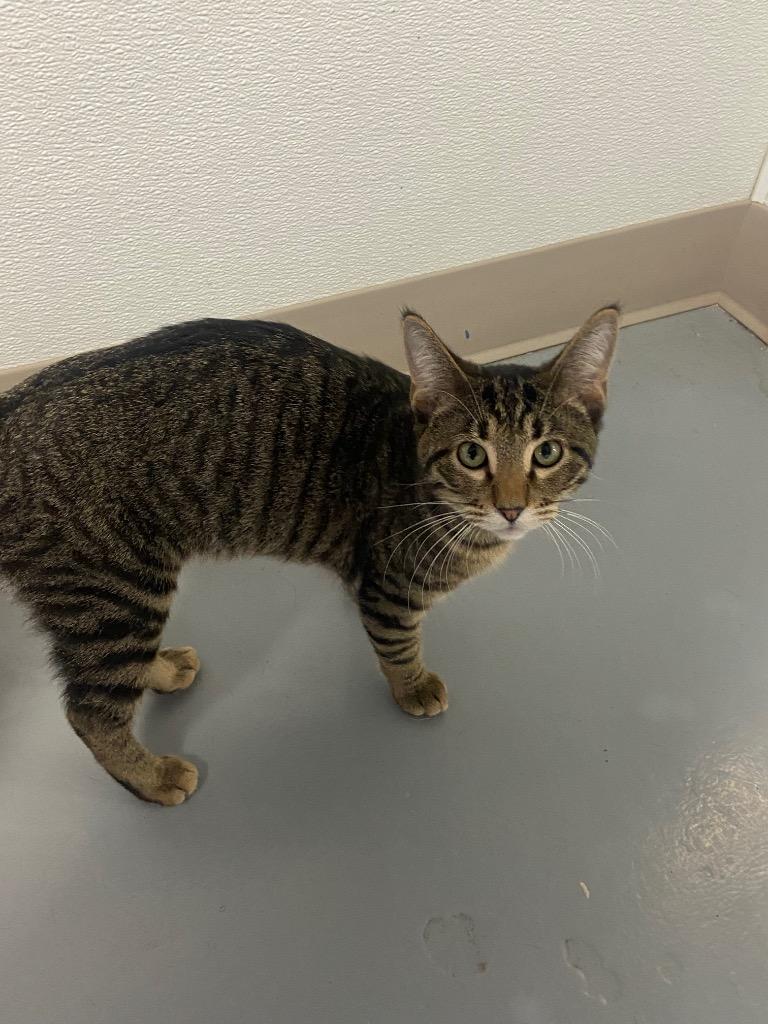 Andy, Adoptable, Young Male Domestic Short Hair.