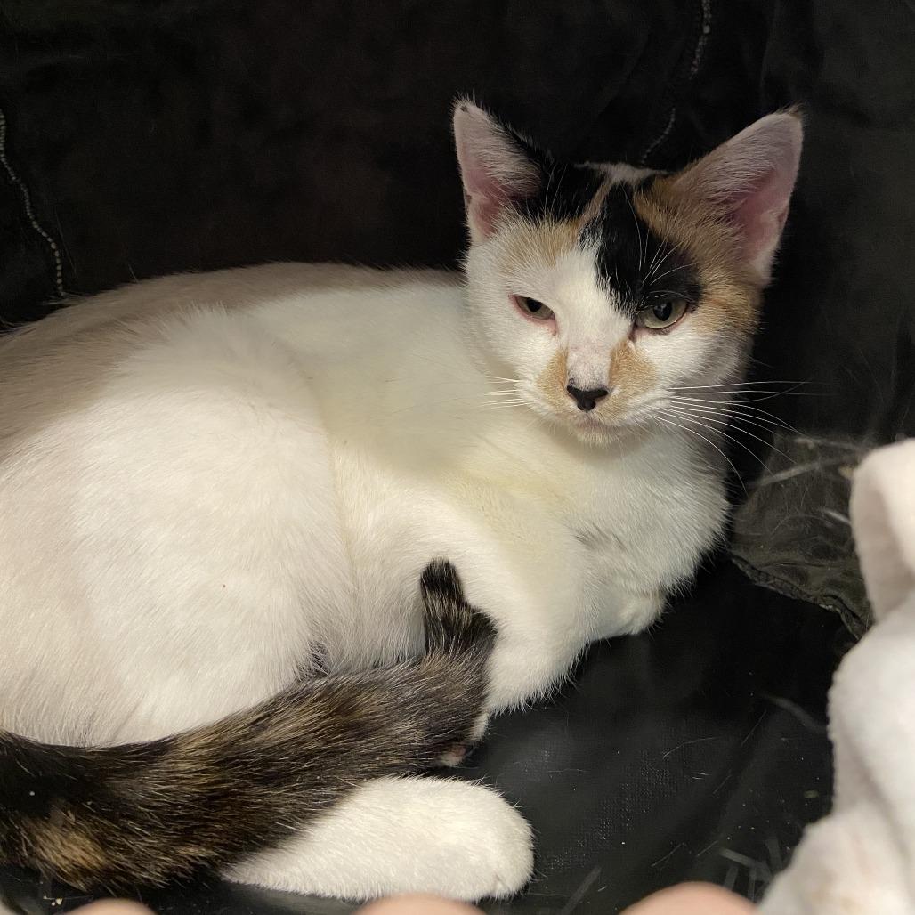 Butterscotch, Adoptable, Young Female Domestic Short Hair.