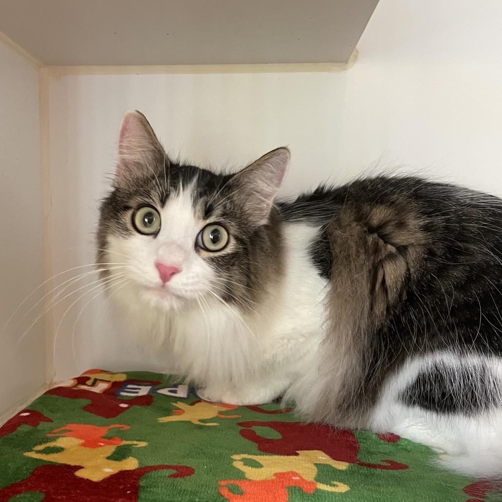 Wookiee, Adoptable, Young Male Domestic Medium Hair.