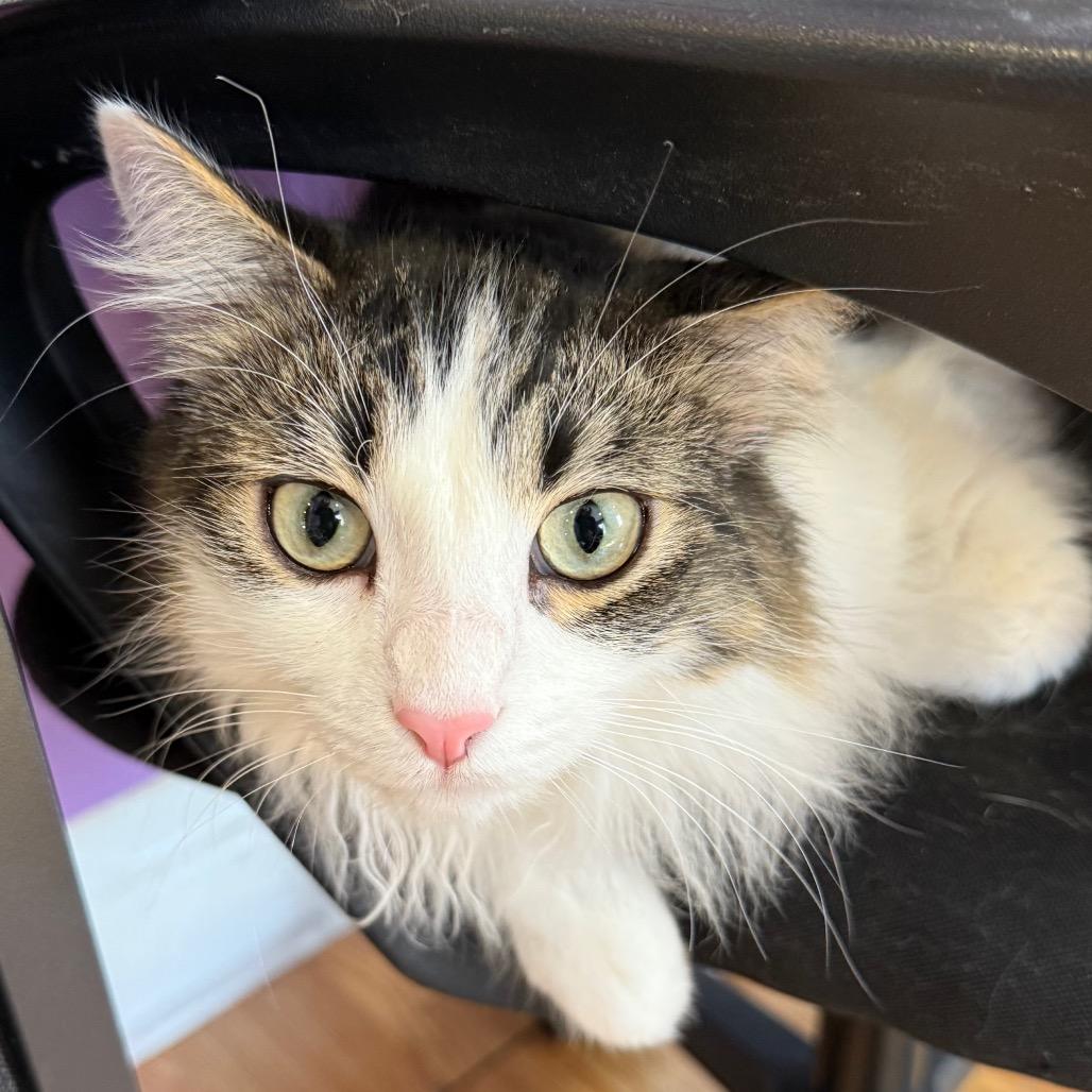 Enlarge Wookiee, a Adoptable Domestic Medium Hair in Los Angeles, CA image 3/6