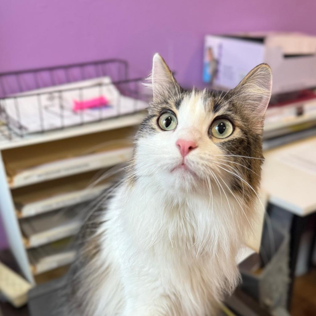 Enlarge Wookiee, a Adoptable Domestic Medium Hair in Los Angeles, CA image 4/6