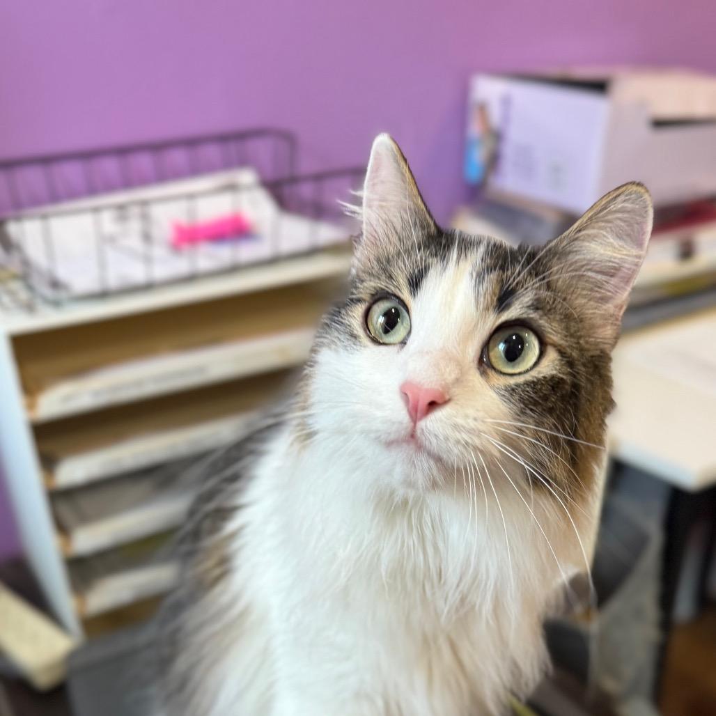 Enlarge Wookiee, a Adoptable Domestic Medium Hair in Los Angeles, CA image 5/6