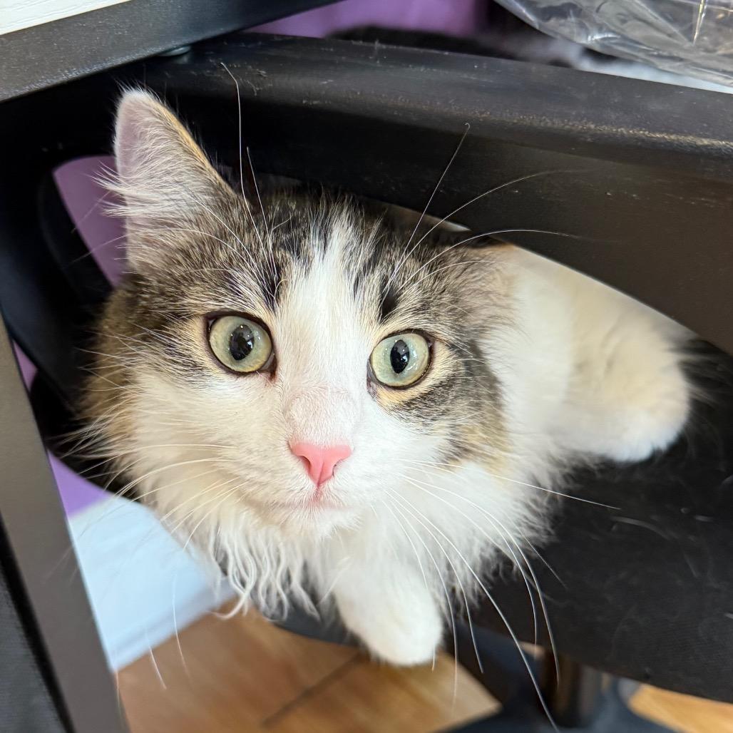 Enlarge Wookiee, a Adoptable Domestic Medium Hair in Los Angeles, CA image 6/6