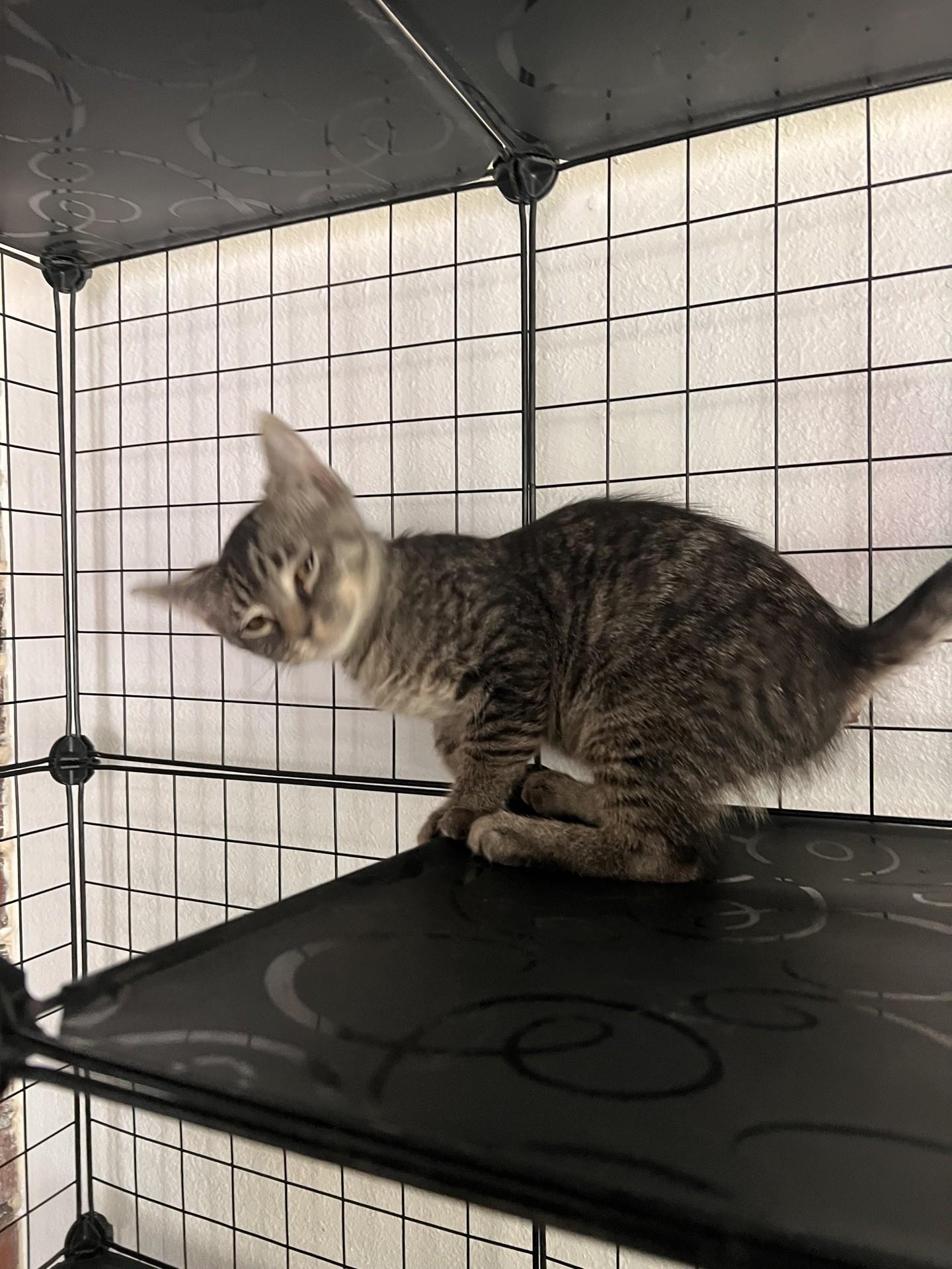 Enlarge Pebble, an adopted Domestic Short Hair in Reno, NV image 2/5