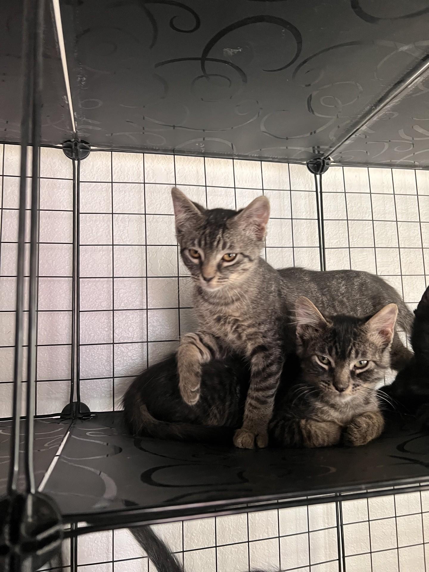 Enlarge Pebble, an adopted Domestic Short Hair in Reno, NV image 3/5