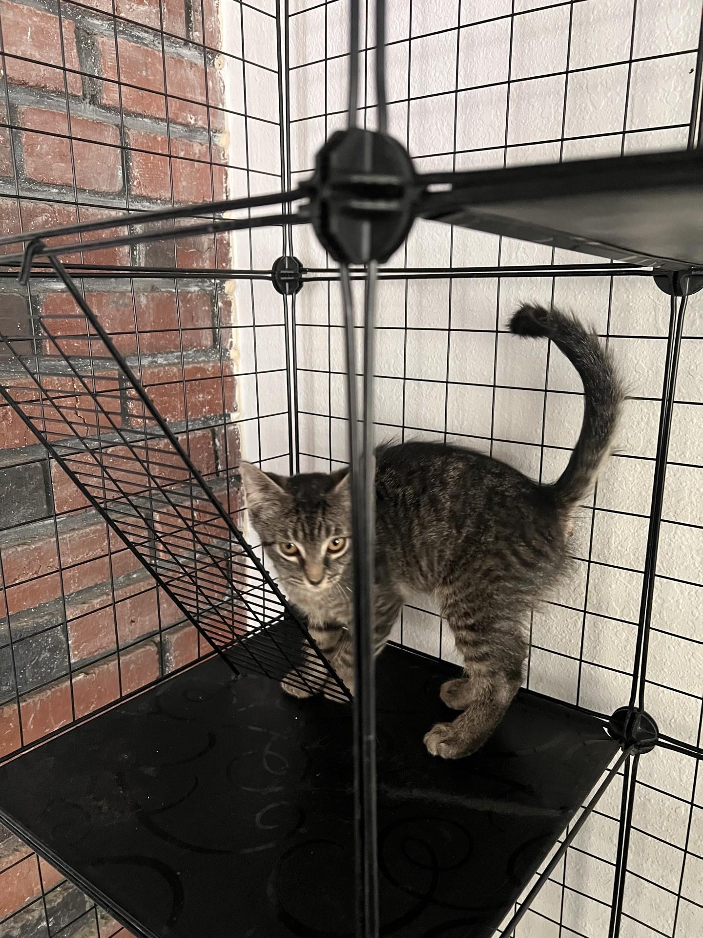 Enlarge Pebble, an adopted Domestic Short Hair in Reno, NV image 5/5