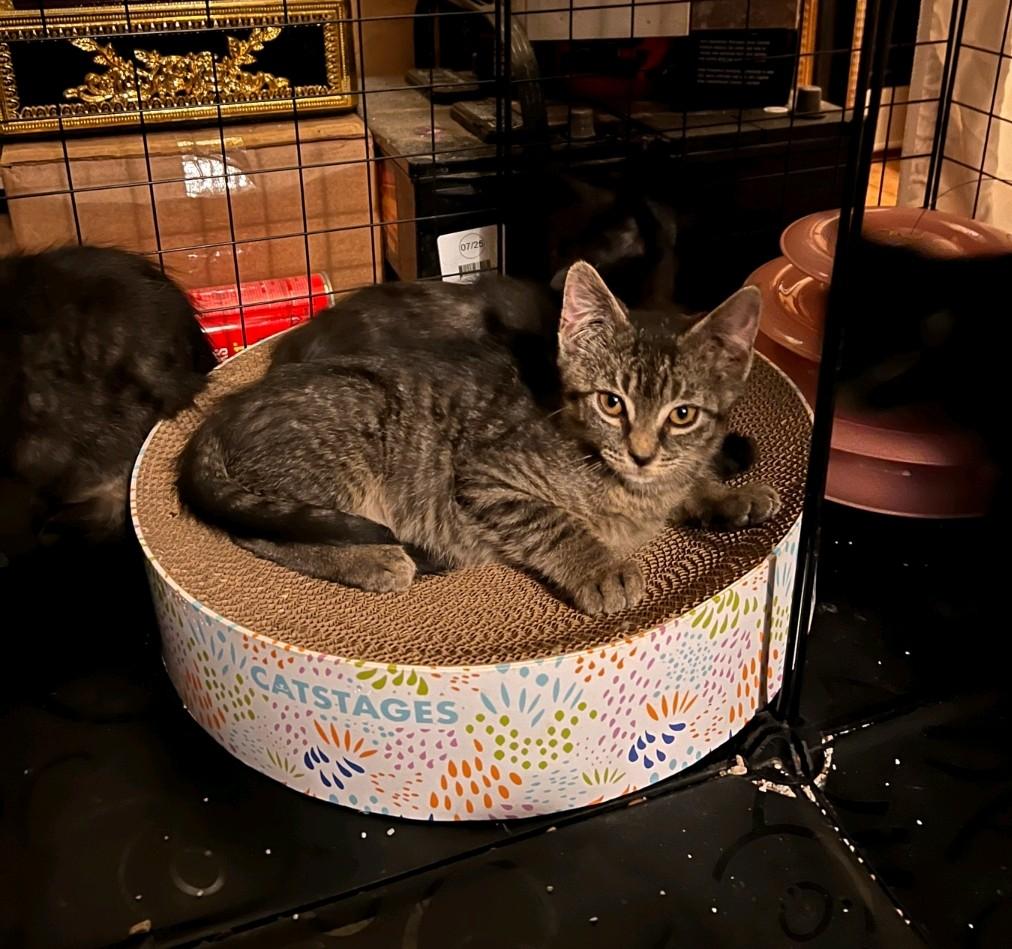 Pebble, adopted, Kitten Male Domestic Short Hair.