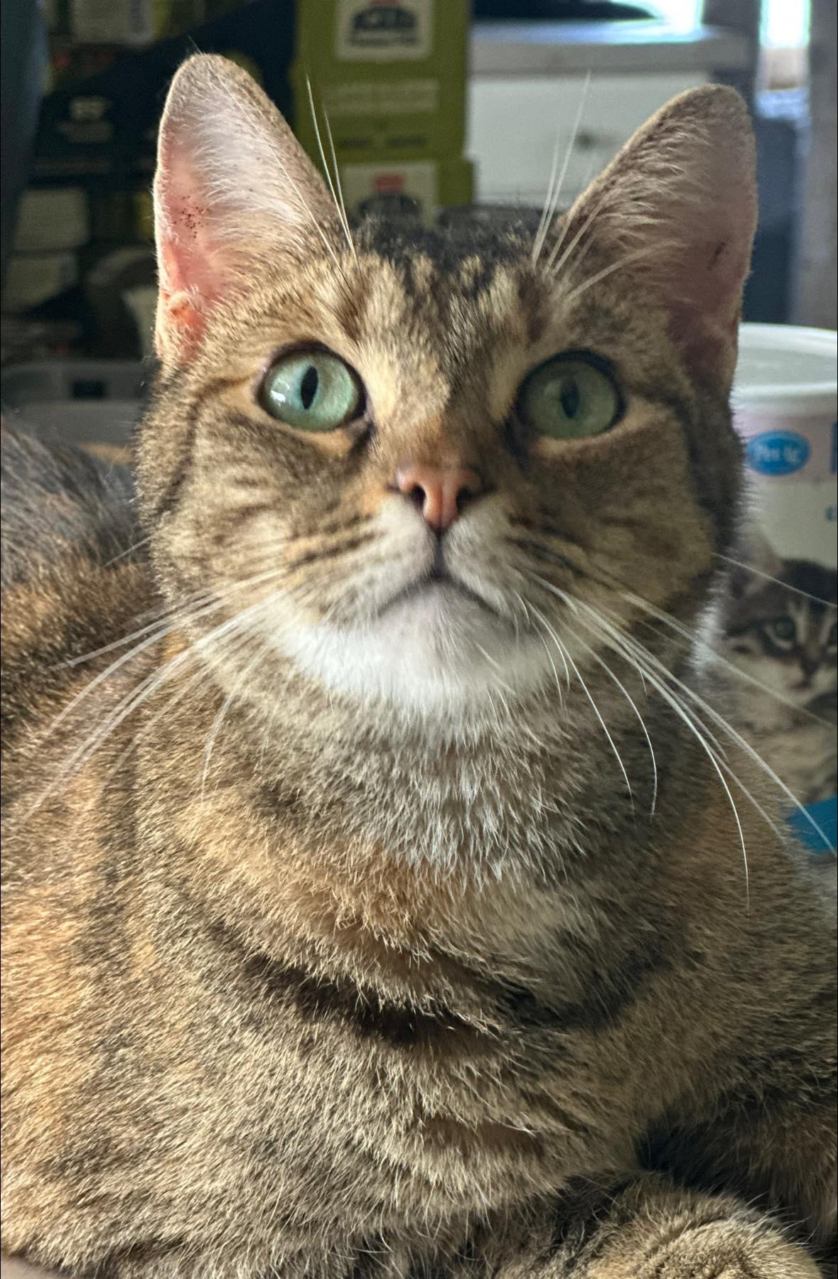 Enlarge Sandy, a Adoptable Torbie in Duette, FL image 2/3