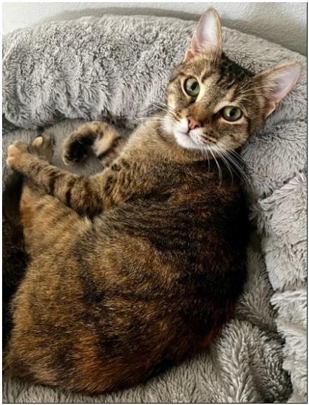 Enlarge Sandy, a Adoptable Torbie in Duette, FL image 3/3