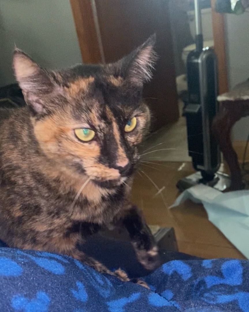 Polly, adoptable, Adult Female Tortoiseshell.