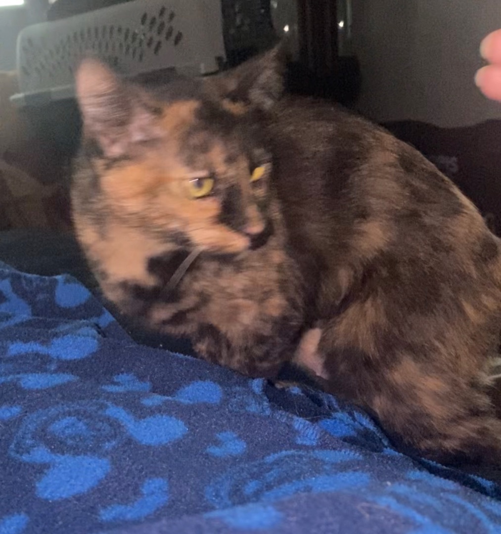 Enlarge Polly, an adoptable Tortoiseshell in Kissimmee, FL image 2/7