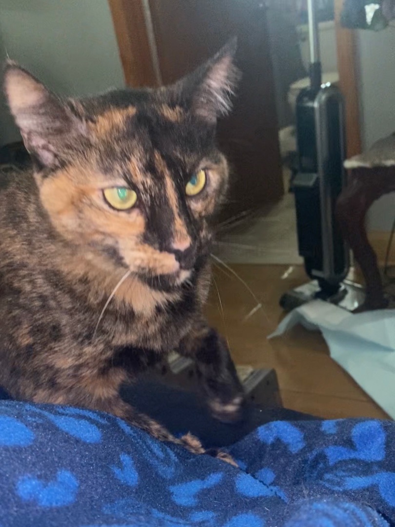 Enlarge Polly, an adoptable Tortoiseshell in Kissimmee, FL image 3/7