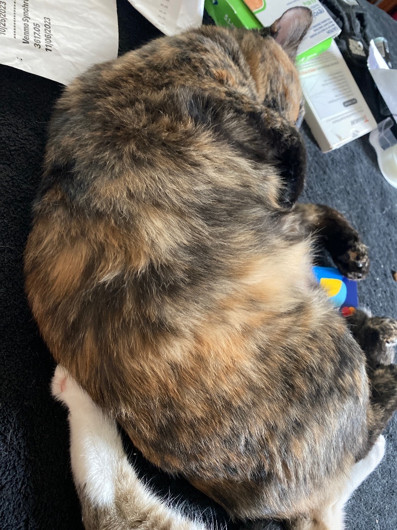 Enlarge Polly, an adoptable Tortoiseshell in Kissimmee, FL image 4/7