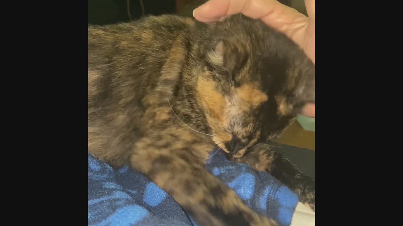 Enlarge Polly, an adoptable Tortoiseshell in Kissimmee, FL video 6/7