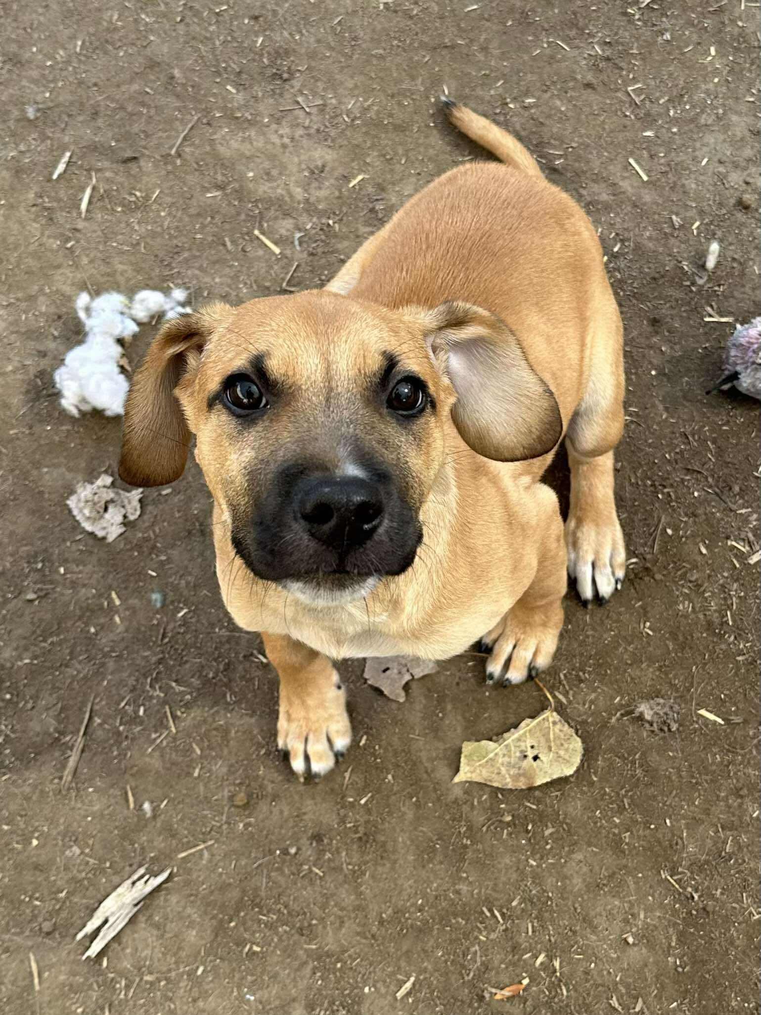 Matteo, adopted, Puppy Male Black Mouth Cur.