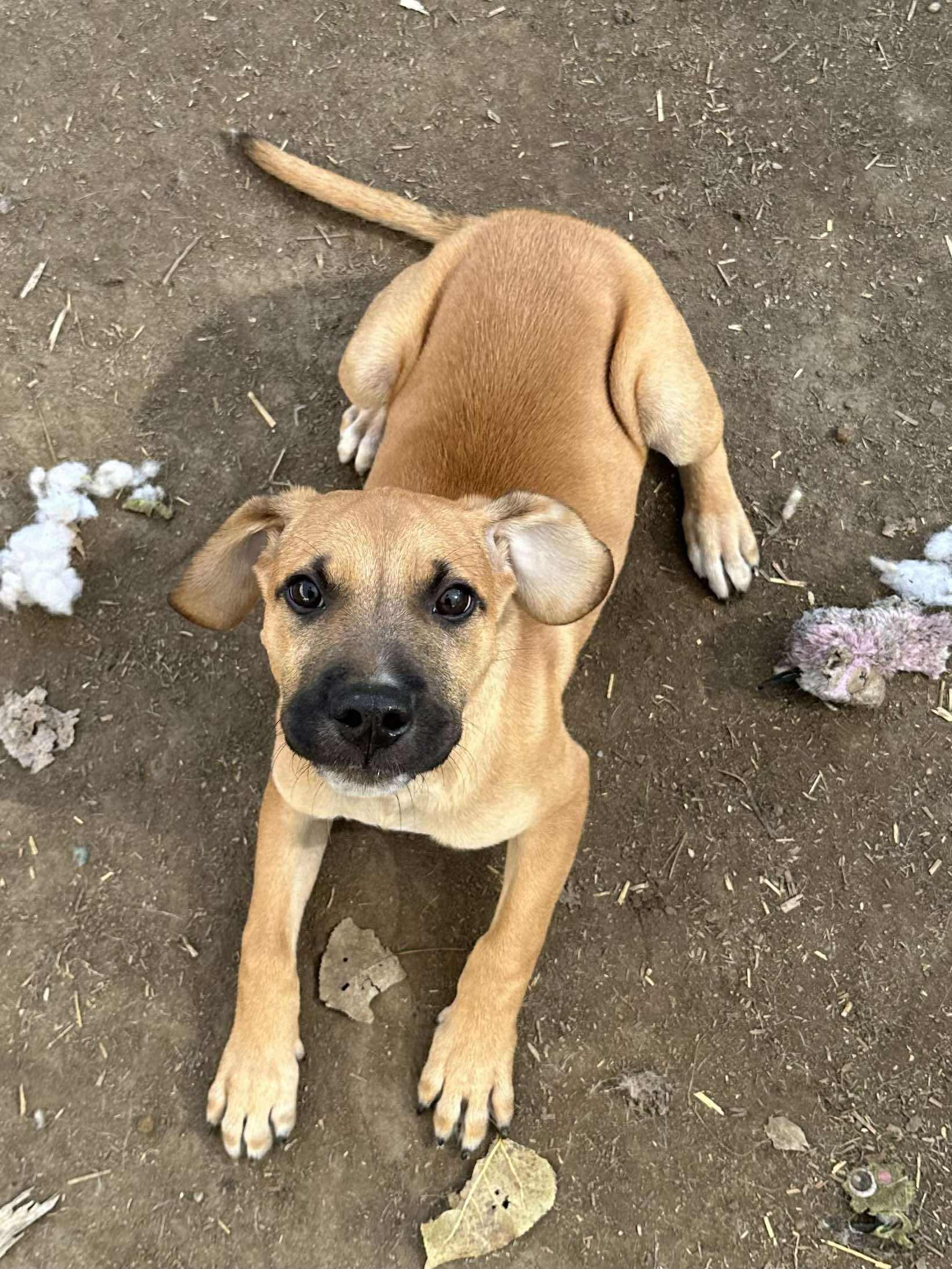 Enlarge Matteo, an adopted mixed breed in INDIANAPOLIS, IN image 3/5