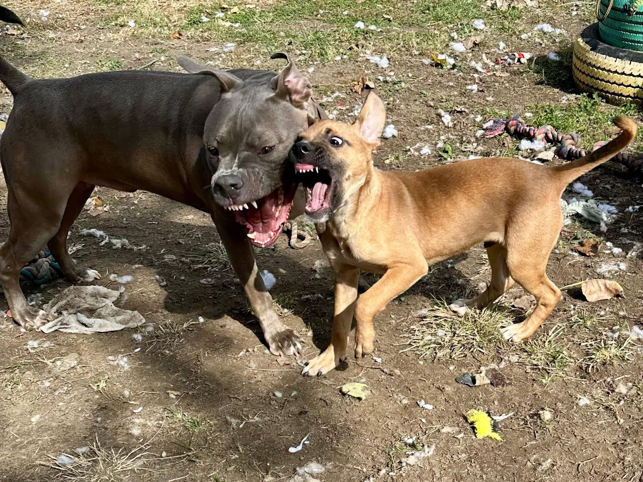 Enlarge Matteo, an adopted mixed breed in INDIANAPOLIS, IN image 4/5