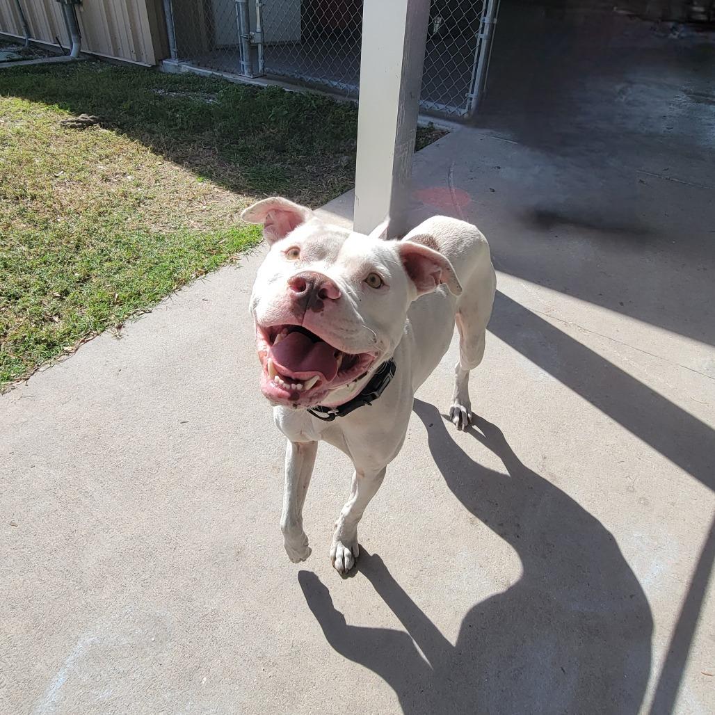 Barley, Adoptable, Adult Male Pit Bull Terrier.