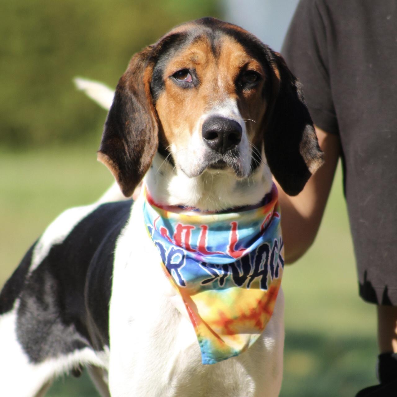 Enlarge Lockheed Martin, a Adoptable mixed breed in Smithtown, NY image 4/6