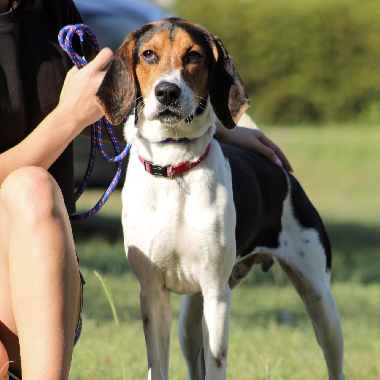 Enlarge Lockheed Martin, a Adoptable mixed breed in Smithtown, NY image 5/6