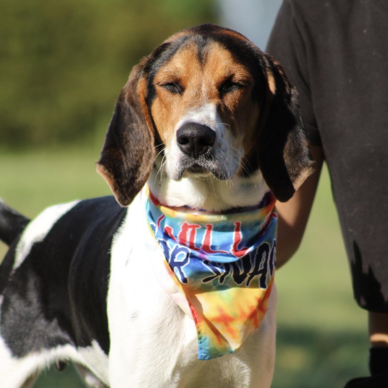 Enlarge Lockheed Martin, a Adoptable mixed breed in Smithtown, NY image 6/6